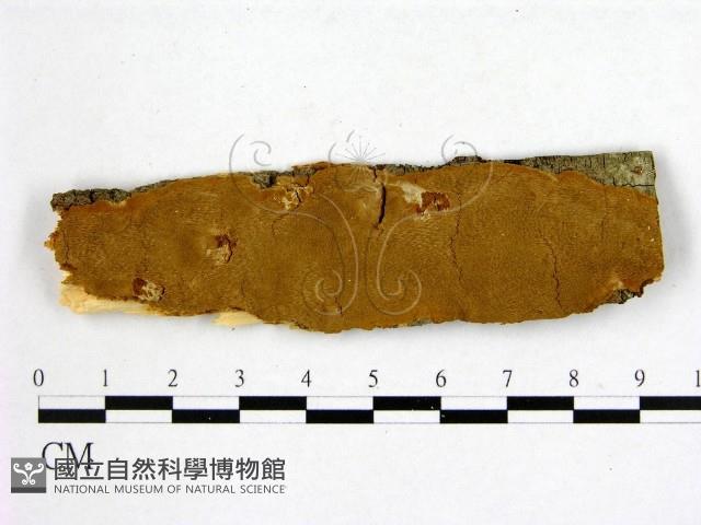 登錄號:F0006242藏品圖，第1張