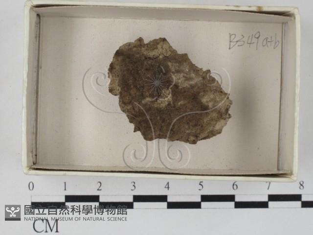 登錄號:F0021242藏品圖，第1張