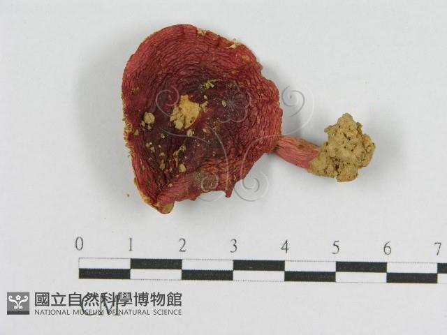 登錄號:F0011242藏品圖，第1張