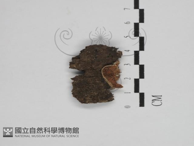登錄號:F0031242藏品圖，第1張