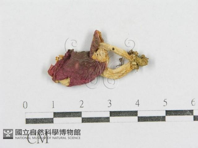 紅菇屬藏品圖，第1張