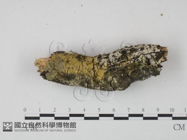 登錄號:F0022242藏品圖，第1張