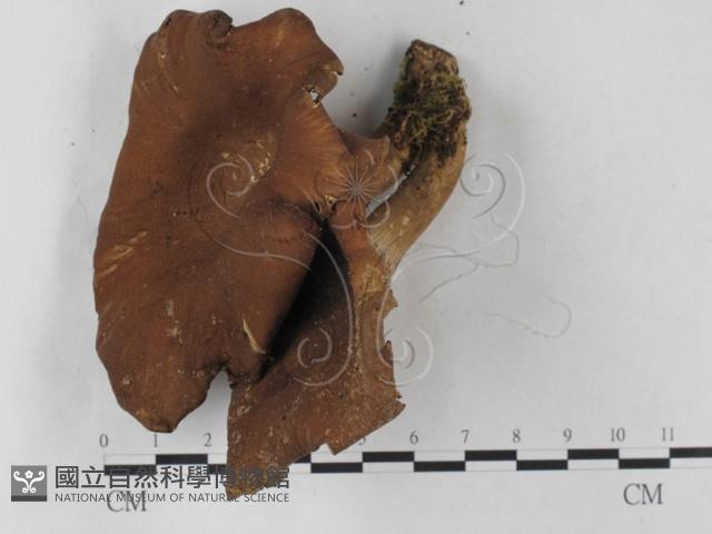 登錄號:F0027242藏品圖，第1張