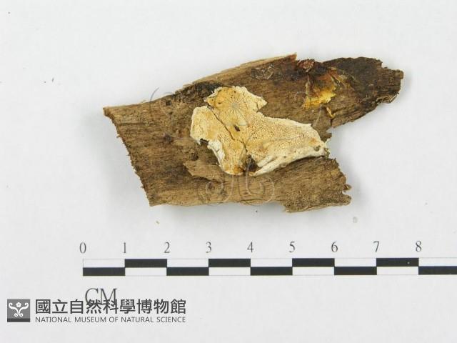 登錄號:F0007242藏品圖，第1張