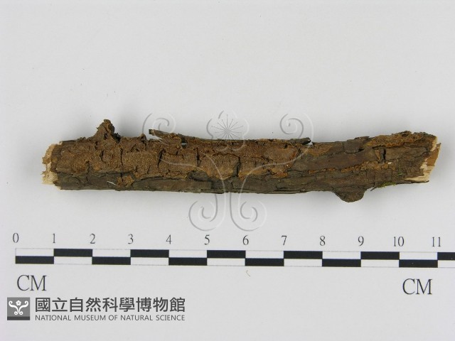 刺革菌屬藏品圖，第1張