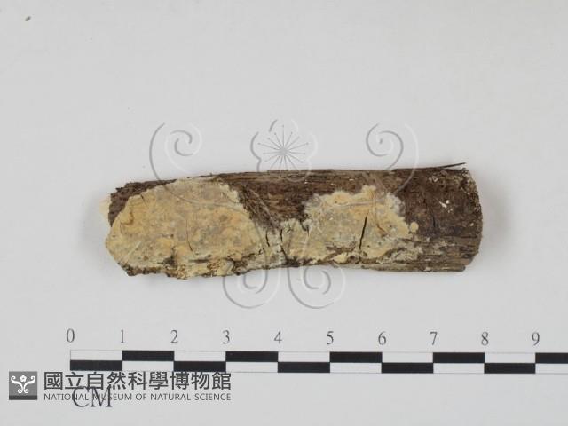 登錄號:F0009242藏品圖，第1張