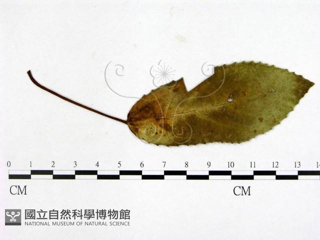 登錄號:F0019242藏品圖，第1張