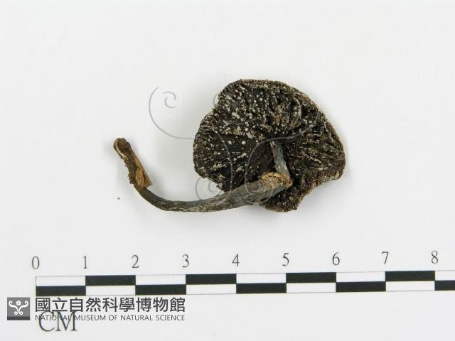 傘菌屬藏品圖，第1張