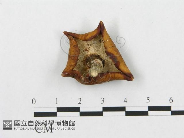 登錄號:F0013242藏品圖，第1張