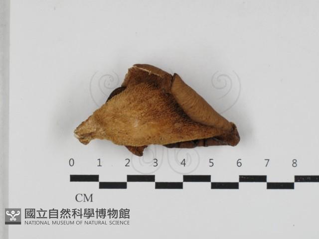 登錄號:F0033242藏品圖，第3張