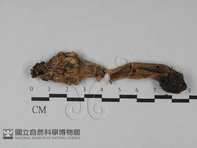 登錄號:F0028842藏品圖，第1張