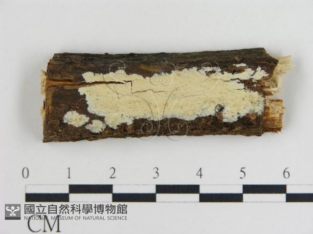 登錄號:F0008842藏品圖，第1張