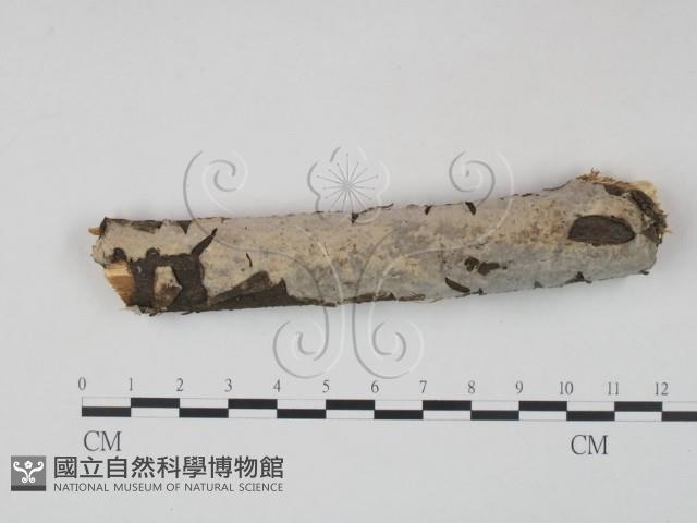 筍殼菌屬藏品圖，第1張