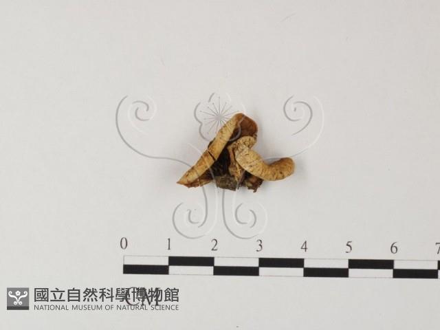 登錄號:F0010842藏品圖，第1張