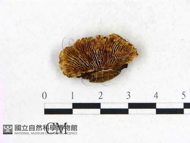 登錄號:F0006842藏品圖，第1張