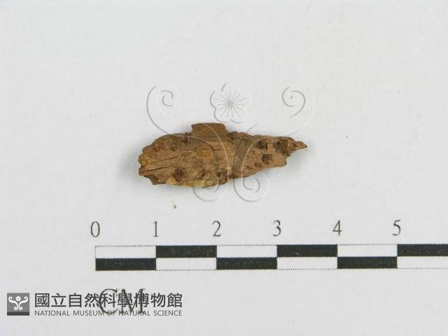 登錄號:F0016842藏品圖，第1張