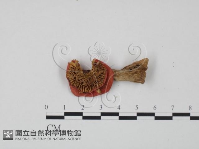 紅菇屬藏品圖，第1張