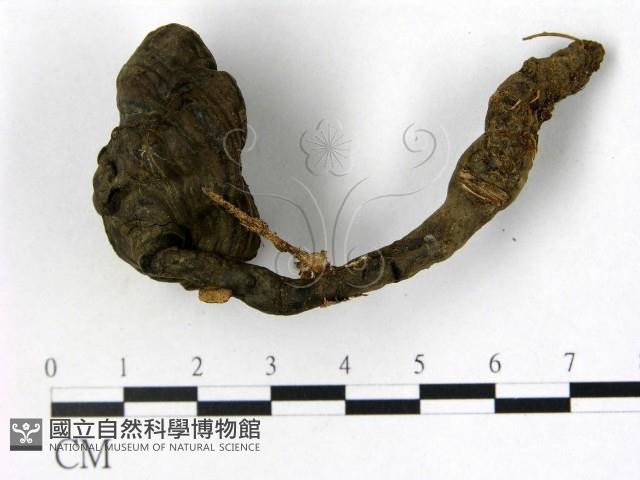 登錄號:F0001842藏品圖，第1張