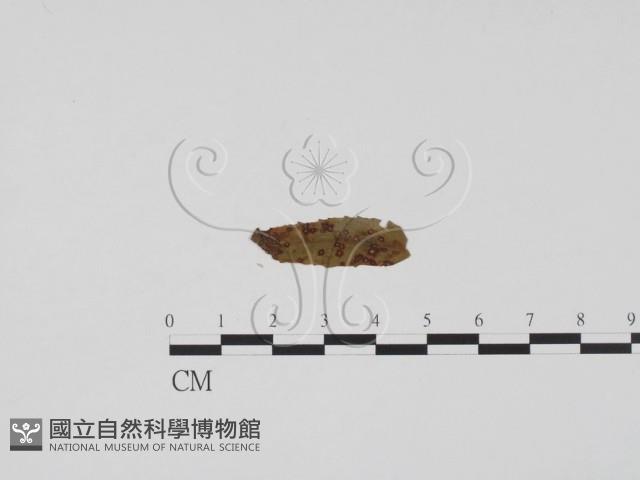 登錄號:F0011842藏品圖，第1張