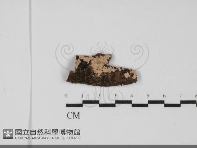 樹狀皮革菌屬藏品圖，第1張