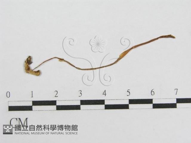 登錄號:F0004842藏品圖，第1張