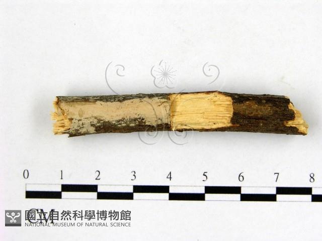 顯絲菌屬藏品圖，第1張