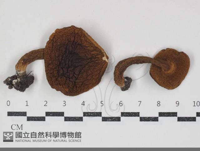 登錄號:F0034842藏品圖，第1張