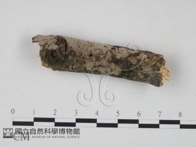 筍殼菌屬藏品圖，第1張
