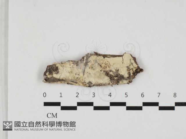 粗糙孢菌屬藏品圖，第1張