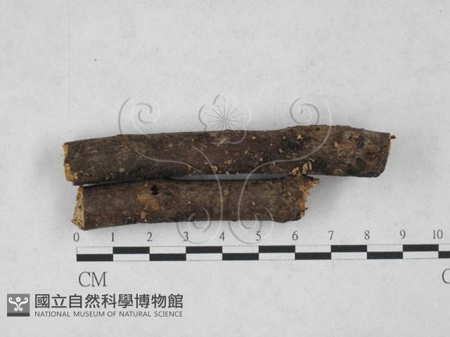 登錄號:F0027842藏品圖，第1張