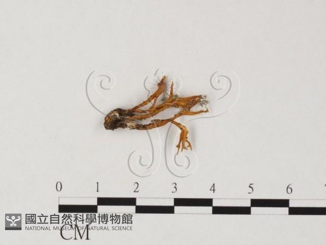 登錄號:F0025842藏品圖，第1張