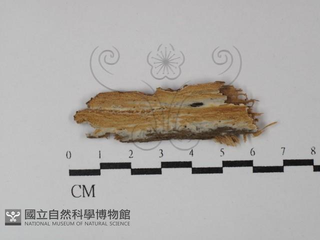 登錄號:F0029842藏品圖，第1張