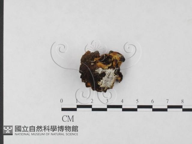 登錄號:F0019842藏品圖，第1張