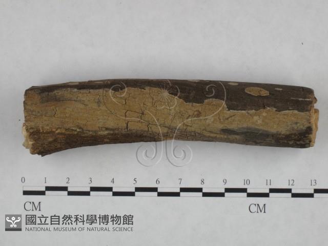 登錄號:F0023842藏品圖，第1張