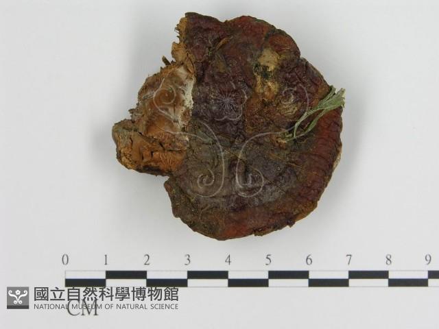 登錄號:F0003842藏品圖，第1張