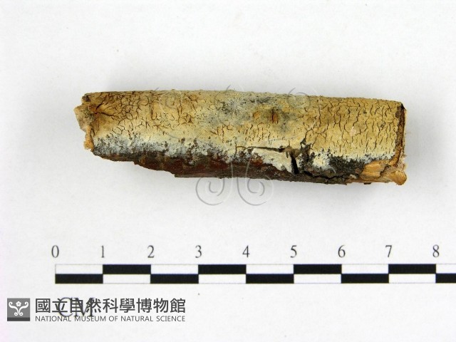 燈籠囊擬射脈菌藏品圖，第1張