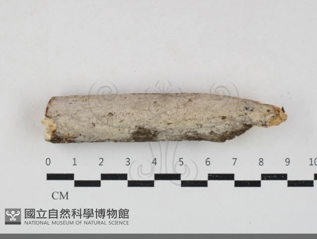 刺皮菌屬藏品圖，第1張