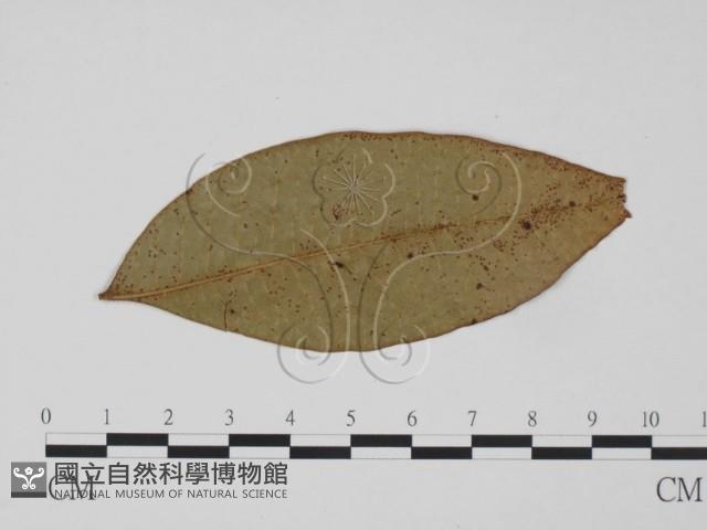 登錄號:F0018942藏品圖，第1張