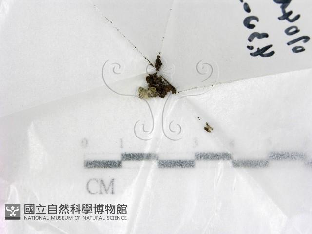 登錄號:F0020942藏品圖，第1張