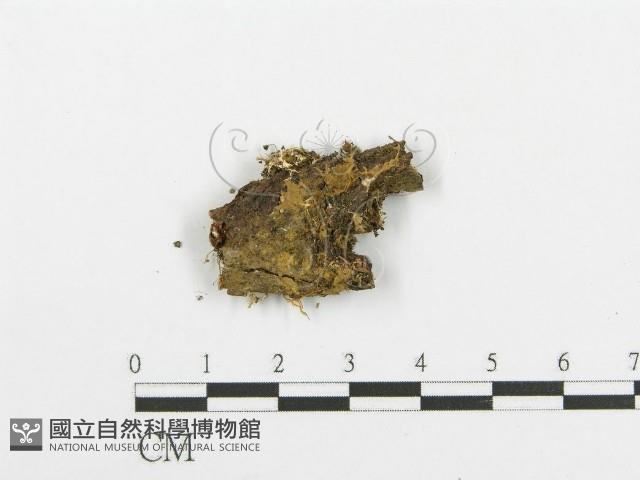 登錄號:F0000942藏品圖，第1張