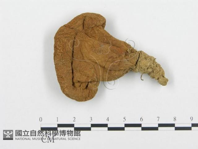 頭狀禿馬勃藏品圖，第1張
