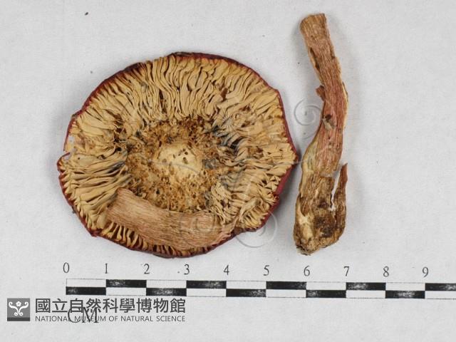 登錄號:F0026942藏品圖，第1張