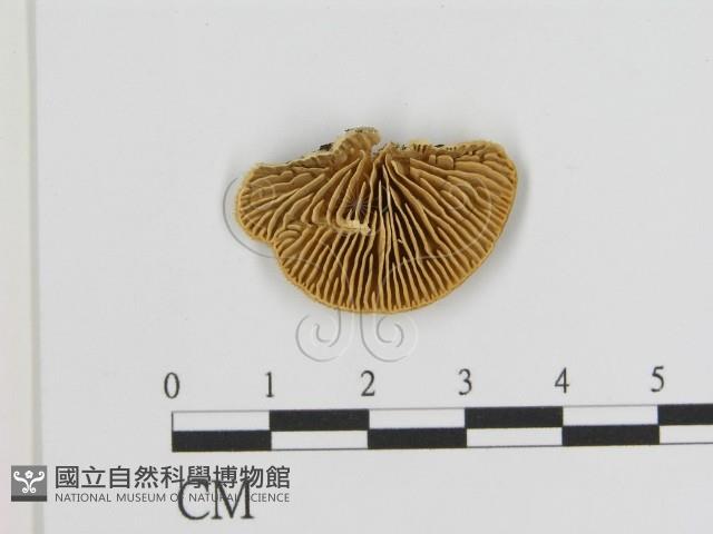 登錄號:F0006942藏品圖，第3張