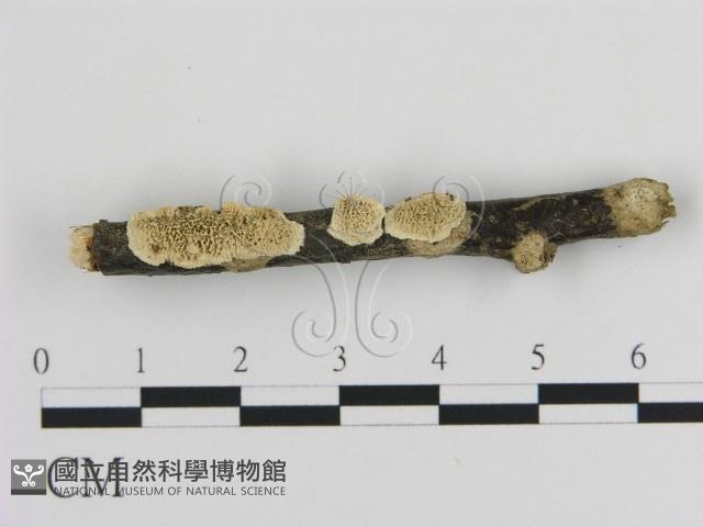 登錄號:F0016942藏品圖，第1張