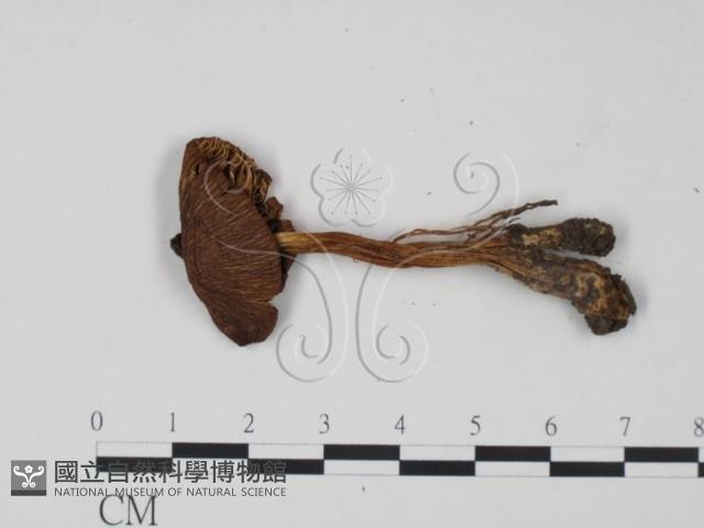 登錄號:F0021942藏品圖，第1張