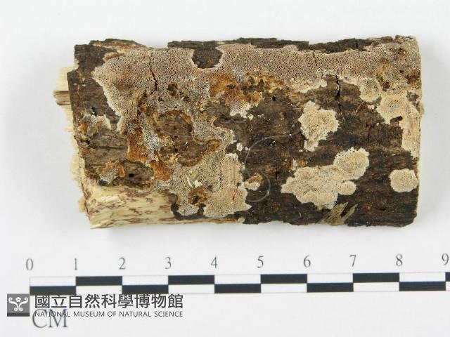 登錄號:F0001942藏品圖，第1張