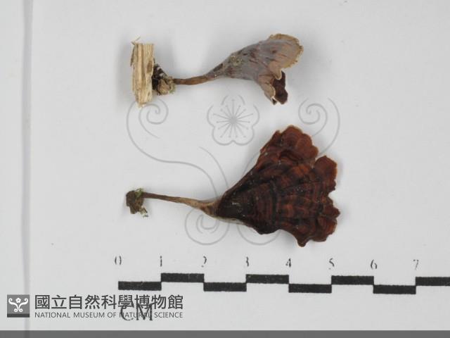 登錄號:F0031942藏品圖，第1張