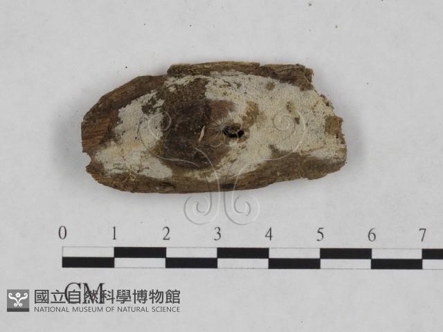 登錄號:F0024942藏品圖，第1張