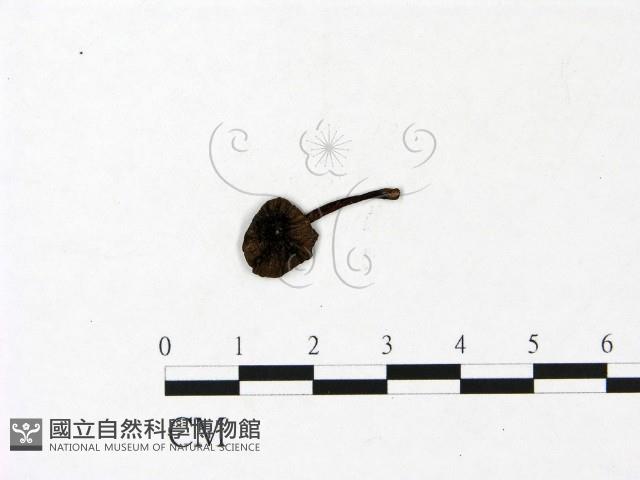 登錄號:F0022942藏品圖，第1張