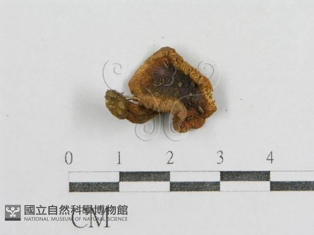 紅菇屬藏品圖，第1張